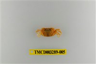 藏品(達觀澤蟹)的圖片